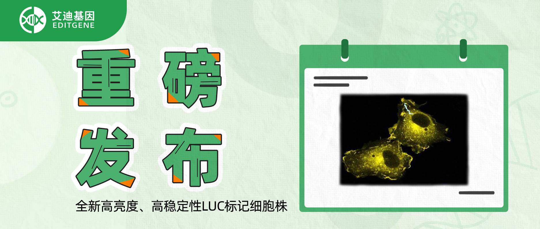 更简单更精确的分子静态观察工具-全新高亮度、高稳定性LUC标记细胞株重磅发布！